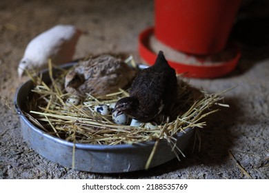 Quail Is A Collective Name For Several Genera Of Mid-sized Birds Generally Placed In The Order Galliformes.