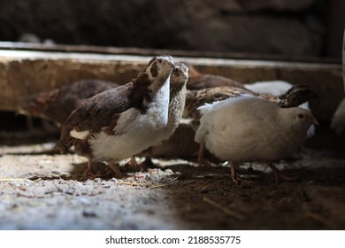 Quail Is A Collective Name For Several Genera Of Mid-sized Birds Generally Placed In The Order Galliformes.