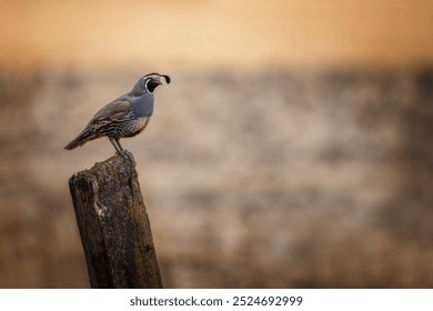 A quail with distinctive black and white markings on its head stands perched on top of a weathered wooden post. The background is softly blurred, featuring muted earthy tones that accentuate the bird' - Powered by Shutterstock