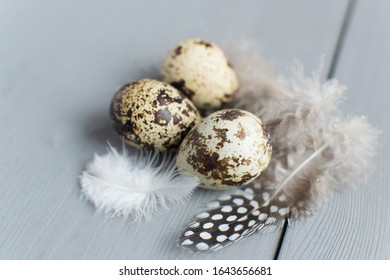 Download Quail Eggs Box Images Stock Photos Vectors Shutterstock PSD Mockup Templates