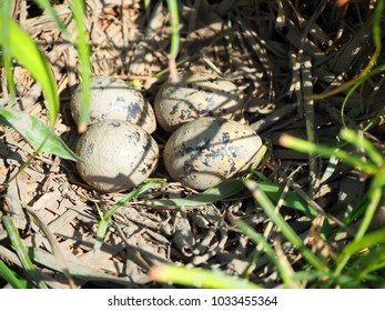 Quail Eggs In The Grass Hollow.         