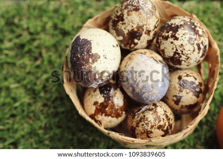 Quail eggs on artificial grass