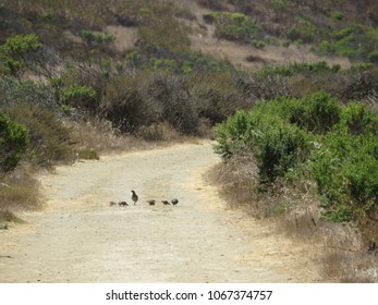 Quail Family On Empty Dirt Road