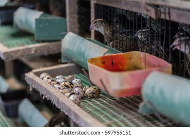 quail in farm. - Shutterstock ID 597955151