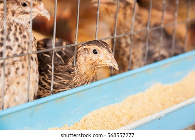 Quail Farm, Poultry