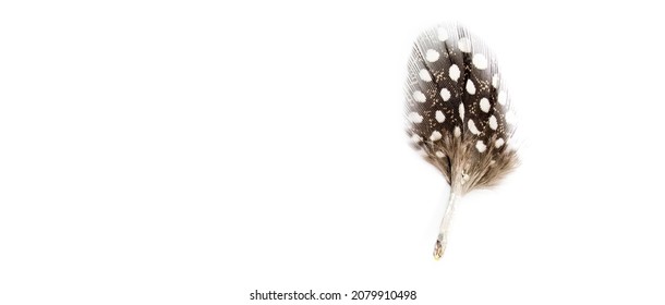 Quail feather close-up on a white background.Creative background.Happy Easter concept. Copy space for text,selective focus with shallow depth of field. Long frame - Shutterstock ID 2079910498