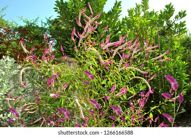 Florida Botanical Gardens Stock Photos Images Photography