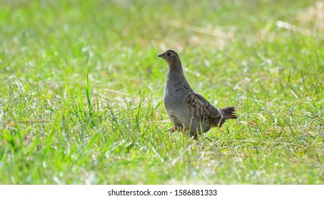 Quail in the natural environment in the field - Shutterstock ID 1586881333
