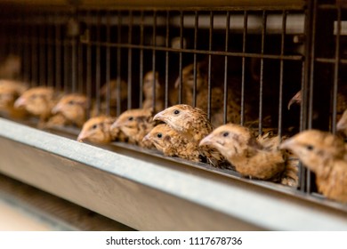 Quail On A Poultry Farm In Cages