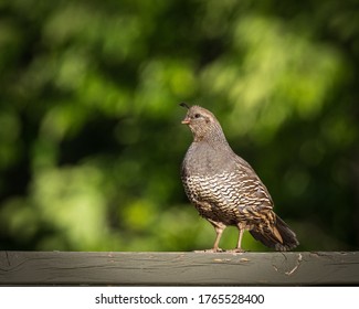 A Quail perched on top of a fence