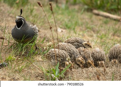 Quail Watching Over Feeding Chicks 