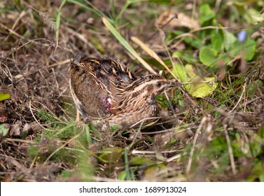 Quail Wild Bird For Hunting In Natural Environment