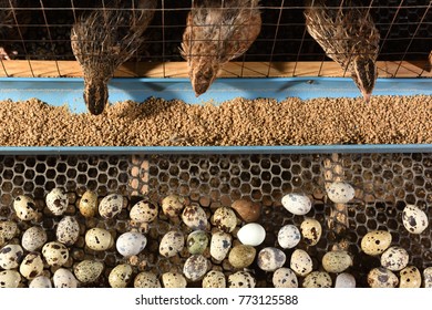 quails and eggs in a cage on a farm