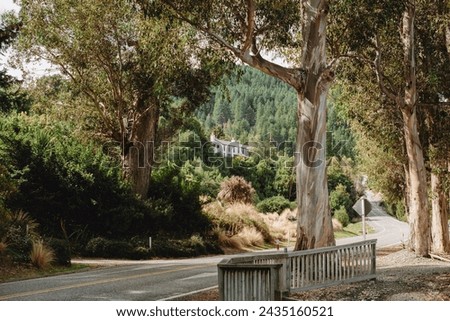 Quaint town road through tall marbled bark trees and evergreens