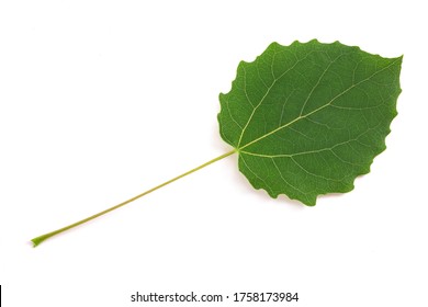 Quaking aspen leaf  isolated on white background