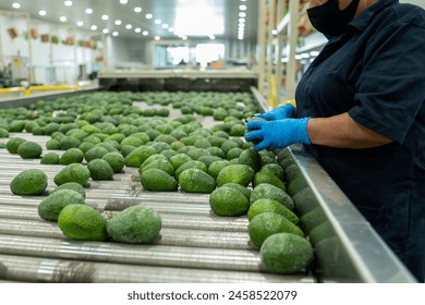 Quality Control in Action: Worker Sorting Avocados for Export Excellence