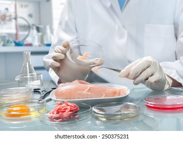 Quality Control Expert Inspecting At Food Specimen In The Laboratory