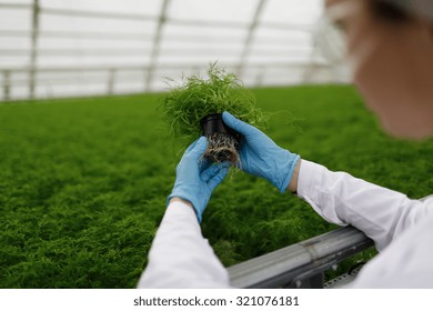 Quality control. Senior scientist or tech observes new breed of cress sprouts optimized for consumption in greenhouse. Focus on the hand  - Powered by Shutterstock