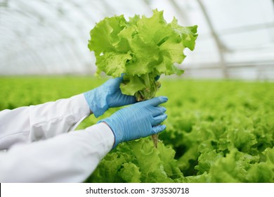 Quality control. Senior scientist or tech observes new breed of cress sprouts optimized for consumption in greenhouse. Focus on the hand - Powered by Shutterstock