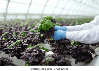 Quality control. Senior scientist or tech observes stselects new breed of basil optimized for consumption in greenhouse. Focus on the hand.  - Powered by Shutterstock