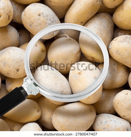 QUALITY CONTROL OF VEGETABLES - RAW POTATO - HACCP Hazard Analyses and Critical Control Points - Food Safety and Quality Control concept in food industry