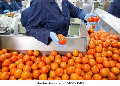 34,385 Processing tomatoes Images, Stock Photos & Vectors | Shutterstock