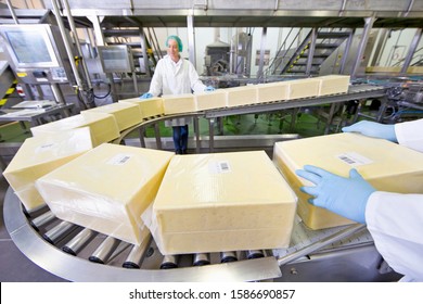Quality control workers handling large blocks of cheese at production line in processing plant