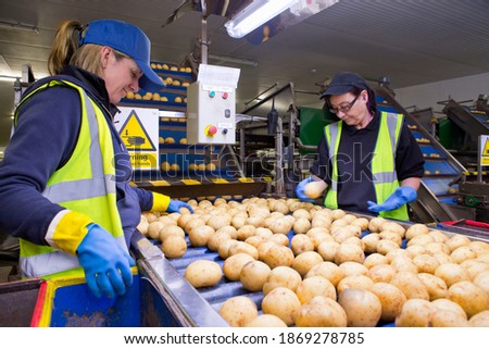 Quality control workers inspecting potatoes on the conveyor belt