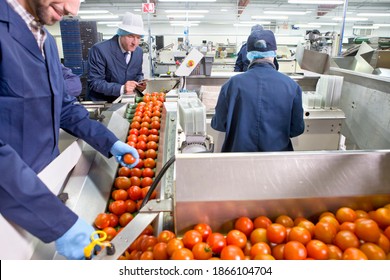 Quality control workers inspecting ripe red tomatoes on production line in a food processing plant - Powered by Shutterstock