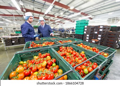 Quality Control Workers Inspecting Ripe Vine Tomatoes In Baskets In A Food Processing Plant