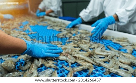 Quality inspection of farmed shrimp on a conveyor of a shellfish and pranws production plant