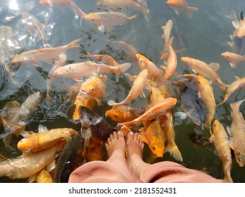 Quality Time With Feeding Goldfish In The Park