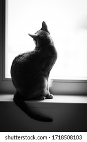 12,780 Black cat looking out window Images, Stock Photos & Vectors ...