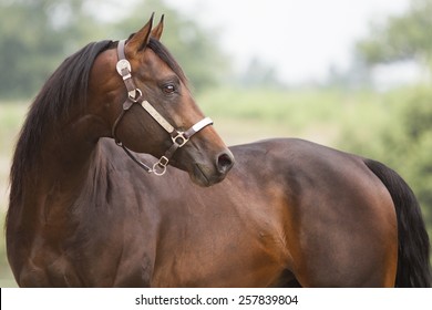 Quarter Horse