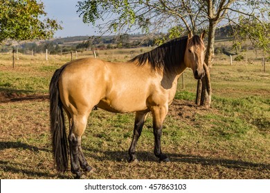 buckskin horse images stock photos vectors shutterstock