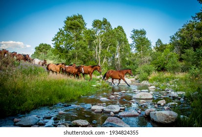 Quarter Horse Herd Crossing Creek