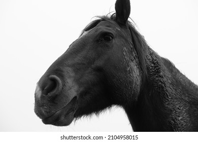 Quarter Horse Mare Face In Black And White Closeup, Isolated On Background For Portrait.