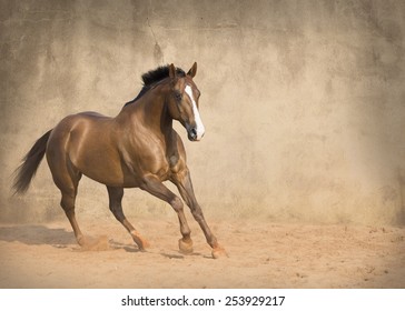 Quarter Horse Running