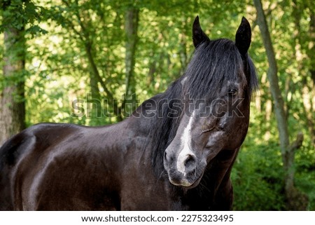 Quarter horse standing in a forest 