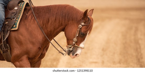 Quarter Horse With Western Bridle, Three Quarter Body Shot.