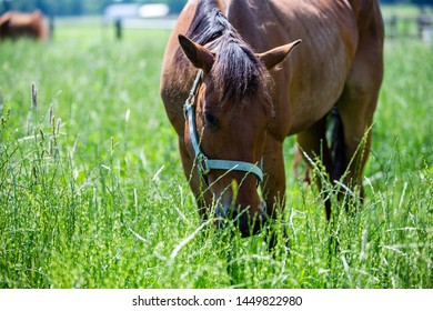 Quarter horses grazing in the fields to eat grass during feeding time. - Shutterstock ID 1449822980