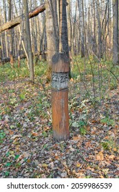 Quarter Pillar In The Forest Of The Volga Region.