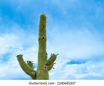 Quartzite, Arizona. Cactus In The Sky.