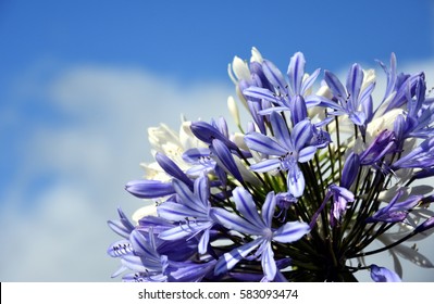 Quater of Lily of the Nile, also called African Blue Lily flower, in purple blue shade (Agapanthus Africanus) in Australia. Blue Agapanthus flowering plant in summer garden.  - Shutterstock ID 583093474