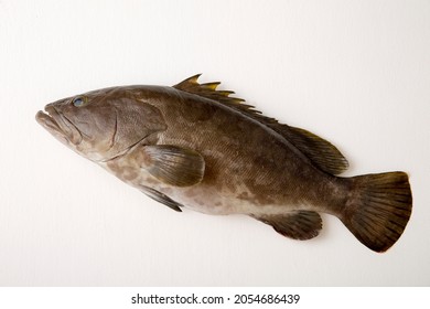 Que, a high-class grouper fish from Japan