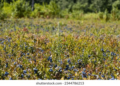 In Quebec, Canada a blueberry field with long green grass through blueberry grapes