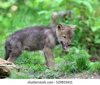 QUEBEC, CANADA - JUNE 14, 2016: Grey Wolf (Canis lupus) pup in spring. 
