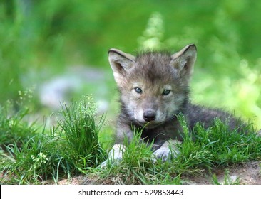 QUEBEC, CANADA - JUNE 14, 2016: Grey Wolf (Canis lupus) pup in spring. 

