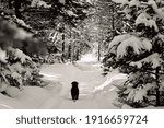 Quebec forest excursion in winter, Lac Saint Jean.