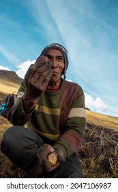 Quechua Indigenous Farmer Showing Potato In The Peruvian Andes, Kulluchaka, Perú